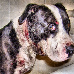 Dog fighting victim