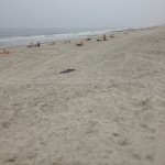 Amazing sand restoration at Rockaways